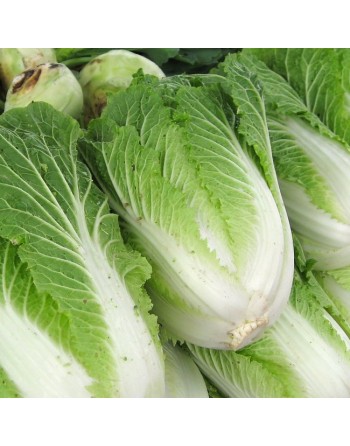 Napa Cabbage, Michihili, Chinese Cabbage Seeds - [ Shop Canadian Seeds Online ]  - Cabbage - 