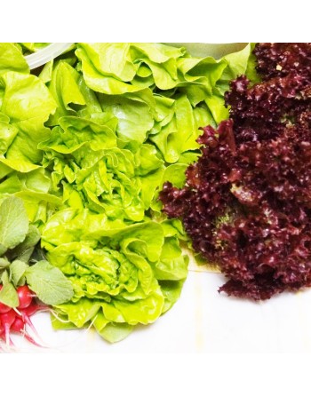 Spring Mix, Lettuce Mix, Cutting Lettuce, Mix of Chicory, Endive, Erba Stella(Star Grass) & Lettuce - [ Shop Canadian Seeds Onli