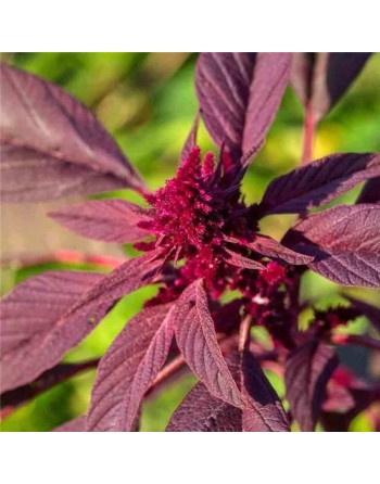 Red Amaranth Seeds: Altapati 20, Chinese Spinach - [ Shop Canadian Seeds Online ]  - Amaranth - 