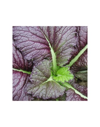 Red Giant Mustard Spinach, Giant Red Japanese Mustards - [ Garden Seeds, Seed2Go.ca] - V-RGM - Mustard Greens