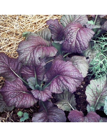 Red Giant Mustard Spinach, Giant Red Japanese Mustards - [ Garden Seeds, Seed2Go.ca] - V-RGM - Mustard Greens
