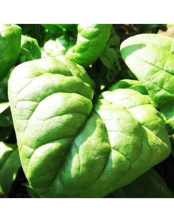 Winter Giant Spinach, Giant Winter Seeds - [ Shop Canadian Seeds Online ]  - Spinach - 