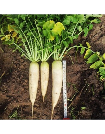 Korean Radish, Green Top F1, Green Shoulder Radish Seeds - [ Seed2Go.ca ] - [Seed Packets] - Radish - 