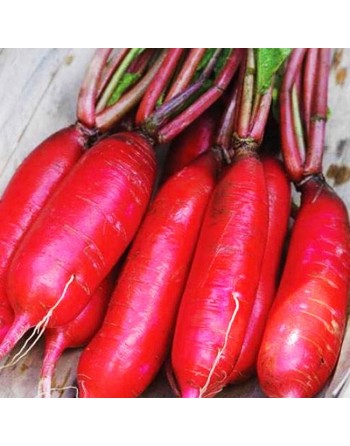 Long Scarlet Radish Seeds, Red Icicle Radish, Chinese - [ Shop Canadian Seeds Online ]  - Radish - 