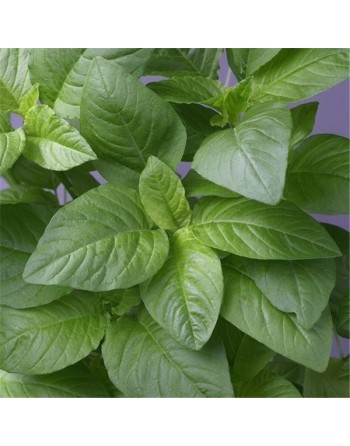 Organic Jamaican Callaloo Leaf Callaloo Amaranth, Jamaican Callaloo Seeds, Caribbean - [ Shop Canadian Seeds Online ]  - Amarant