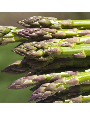 'Early Argenteuil' Asparagus Seeds, Precoce D'Argentuil - [ Seed2Go.ca ] - [Seed Packets] - Asparagus - 
