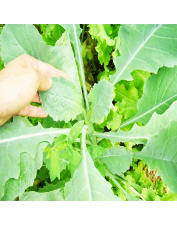 Green Turnip Leaf, Rapa Senza Testa, Rapini Headless Raab Turnip Leaf, Rapa da Foglia - [ Seed2Go.ca ] - [Seed Packets] - Turnip