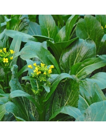 Chinese Broccoli, Spring Rapini, Brocoletti, Brassica Rapa, Tsai-Hsin Cabbage, Choi-San, Cai Xin Flower Leafy Vegetables - [ See