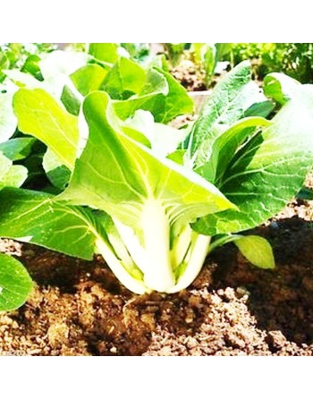 Short White Stock Cabbage, White Stem, Ho Tau Bok - [ Garden Seeds, Seed2Go.ca] - V-BCC - Cabbage