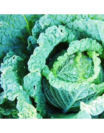 Cavolo Verza Savoy Cabbage, D'Asti San Martino, Milan - [ Garden Seeds, Seed2Go.ca] - V-DSM - Cabbage