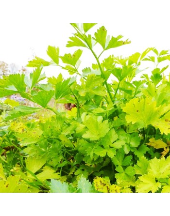 Chinese Celery, Kintsai Chinese Yellow Stem Celery, Boly, Cutting Celery, Nan Ling, Gin Cai, Kun Choy, Kan Tsoi - [ Seed2Go.ca ]