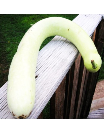Sicilian Snake Cucuzzi, Italian Slender Long Zucchini, Serpent of Sicily, Edible Gourd Seeds - [ Shop Canadian Seeds Online ]  -