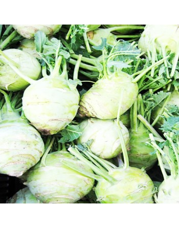 White Kohlrabi Seeds, Di Vienna Bianco, White Vienna - [ Shop Canadian Seeds Online ]  - Kohlrabi - 