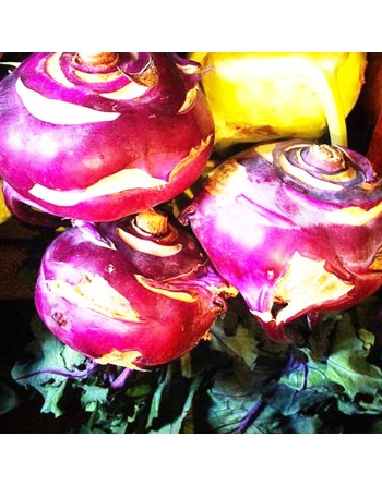 Purple Kohlrabi Seeds, Di Vienna Viole, Purple Vienna - [ Shop Canadian Seeds Online ]  - Kohlrabi - 