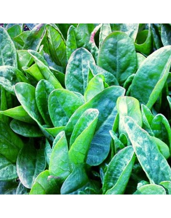 Sour Sorrel, Transylvanian, Ambada Bhaji, Herb Spice, Sorrel Seeds, Lemon Flavor - [ Seed2Go.ca ] - [Seed Packets] - Leek - 