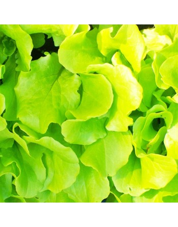 Black Seeded Simpson Lettuce Seeds, Gentilina Lettuce, Heat Lettuce - [ Shop Canadian Seeds Online ]  - Lettuce - 