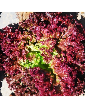 Burgundy Lolla Rossa Leaf Lettuce Seeds, Organic, Bruna di Germania - [ Shop Canadian Seeds Online ]  - Lettuce - 