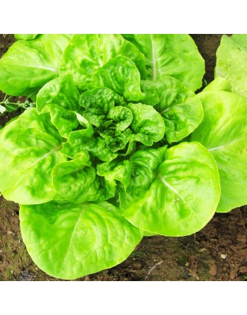 May Queen, White Boston Lettuce Seeds, Regina Di Maggio - [ Shop Canadian Seeds Online ]  - Lettuce - 