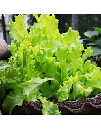 Royal Oak Leaf Lettuce, Looseleaf, Heat Lettuce - [ Garden Seeds, Seed2Go.ca] - V-FQT - Lettuce