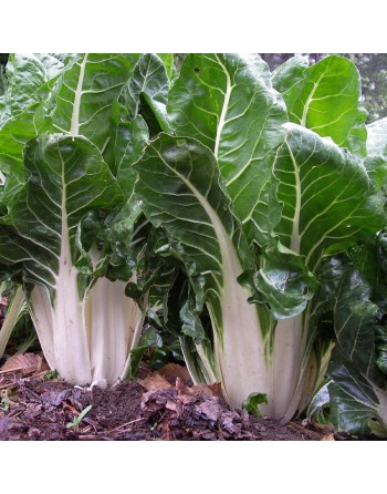 Green White Ribbed Swiss Chard, Verde a Costa Larga Argentata - [ Garden Seeds, Seed2Go.ca] - V-GWR - Swiss Chard