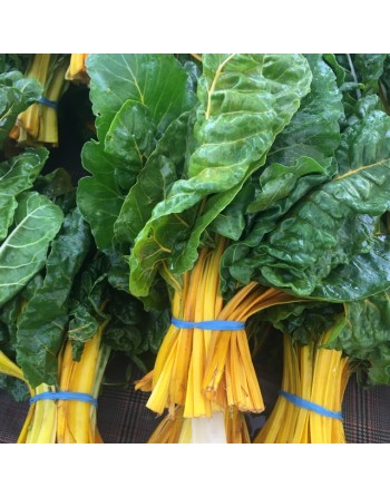 Smooth Green Leaf Swiss Chard, Liscia Verde Da Taglio - [ Garden Seeds, Seed2Go.ca] - V-SGL - Swiss Chard