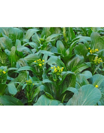 Chinese Broccoli, Spring Rapini, Brocoletti, Brassica Rapa, Tsai-Hsin Cabbage, Choi-San, Cai Xin Flower Leafy Vegetables - [ See