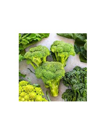 Broccoli of Calabria, Ramoso Calabrese, Cavolo Broccolo, Broccoli Seeds - [ Shop Canadian Seeds Online ]  - Broccoli - 