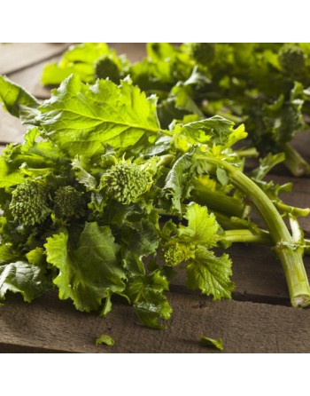 40 Day Rapini, Cima Di Rapa Quarantina Seeds - [ Shop Canadian Seeds Online ]  - Rapini - 