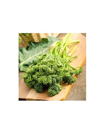 60 Day Rapini, Spring Rapini, Cima Di Rapa Sessantina Seeds - [ Seed2Go.ca ] - [Seed Packets] - Rapini - 