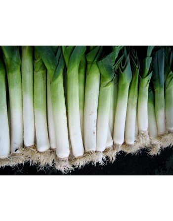 Italian Carentan Leek 2, Swiss Giant Leek Seeds - [ Shop Canadian Seeds Online ]  - Leek - 