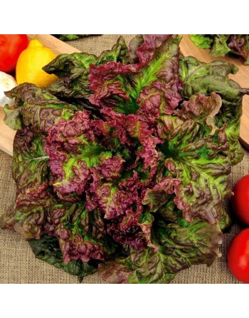 Burgundy Lolla Rossa Leaf Lettuce Seeds, Organic, Bruna di Germania - [ Shop Canadian Seeds Online ]  - Lettuce - 