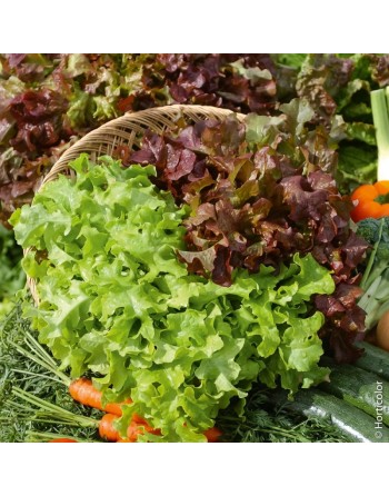 Spring Mix, Lettuce Mix, Cutting Lettuce, Mix of Chicory, Endive, Erba Stella(Star Grass) & Lettuce - [ Shop Canadian Seeds Onli