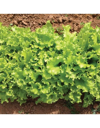 Black Seeded Simpson Lettuce Seeds, Gentilina Lettuce, Heat Lettuce - [ Shop Canadian Seeds Online ]  - Lettuce - 