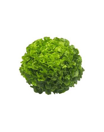 Royal Oak Leaf Lettuce, Looseleaf, Heat Lettuce - [ Garden Seeds, Seed2Go.ca] - V-FQT - Lettuce