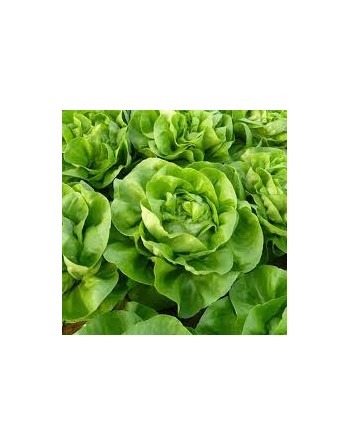 May Queen, White Boston Lettuce Seeds, Regina Di Maggio - [ Shop Canadian Seeds Online ]  - Lettuce - 