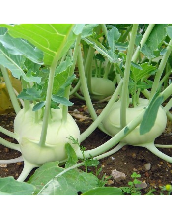 White Kohlrabi Seeds, Di Vienna Bianco, White Vienna - [ Shop Canadian Seeds Online ]  - Kohlrabi - 