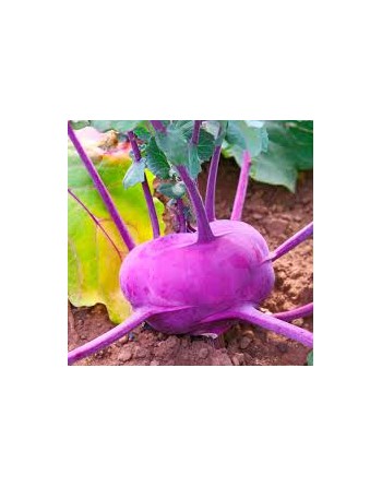 Purple Kohlrabi Seeds, Di Vienna Viole, Purple Vienna - [ Shop Canadian Seeds Online ]  - Kohlrabi - 