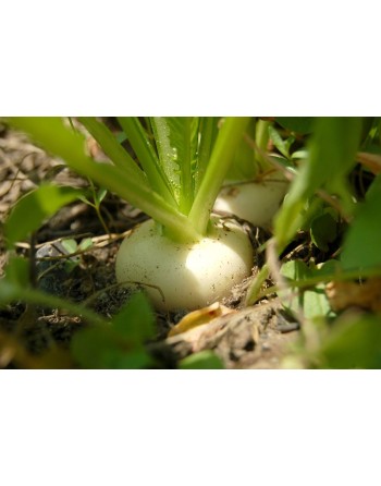 White Turnip, Rapa Palla Di Neve - [ Garden Seeds, Seed2Go.ca] - V-PDNT - Turnip