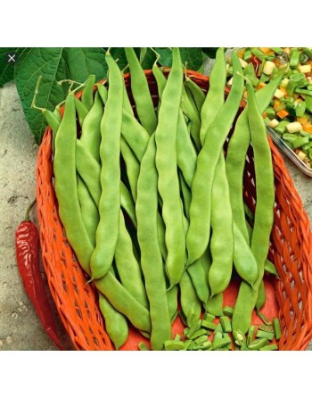 Marconi a Grano Bianco, Climbing Bean, French, White Seed, Romano, Pole Bean - [ Garden Seeds, Seed2Go.ca] - VB-MGB - Bean/Pea