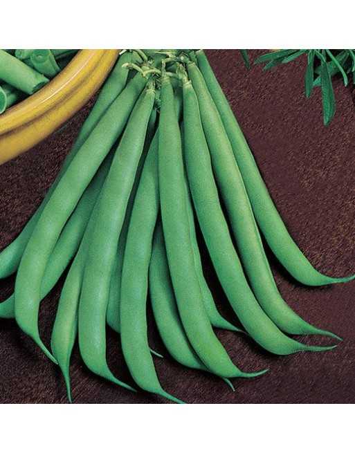 Roma 2 Nano Broad Mangiatutto, Roma II Nano, Bush Bean, Tuscany Italy - [ Garden Seeds, Seed2Go.ca] - VB-R2N - Bush Beans