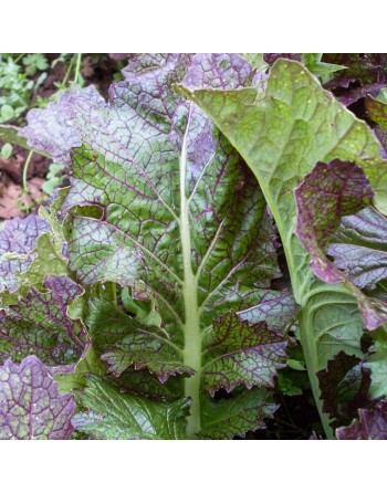 Dragons Tongue, Ho Mi Z Mustard Green - [ Seed2Go - Canada ] - V-DTHMZ - Mustard & Greens