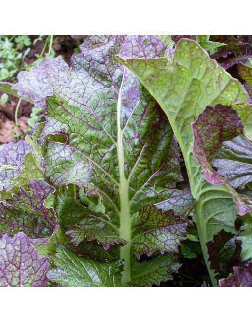 Dragons Tongue, Ho Mi Z Mustard Green - [ Seed2Go - Canada ] - V-DTHMZ - Mustard & Greens