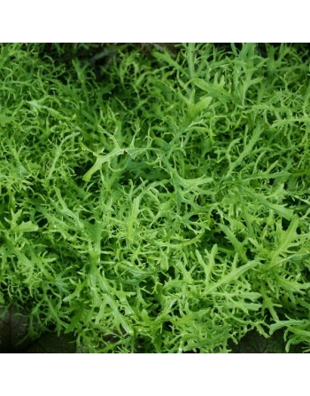 Indian Golden Frills, Green Frill Mustards - [ Seed2Go - Canada ] - V-IGF - Mustard & Greens