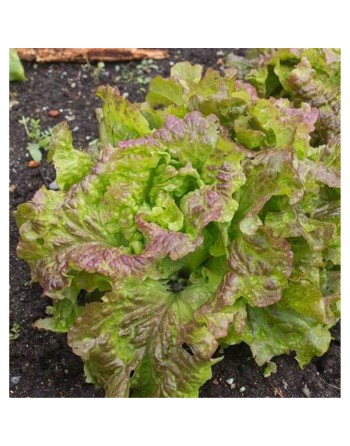 Drunken Woman Prizehead Looseleaf Lettuce, Ubriacona Frastaglia - [ Seed2Go - Canada ] - V-UFL - Lettuce