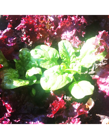 Lollo Rossa, Italian Burgundy Lettuce, Baby Leaf, Looseleaf - [ Seed2Go - Canada ] - VG-LDK - Lettuce
