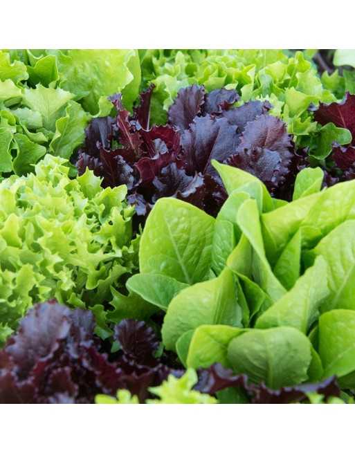 Baby Leaf Lettuce Mix, Come & Cut Again Mix, Miscuglio Di Lattuga Di Taglio - [ Garden Seeds, Seed2Go.ca] - V-BLM - Lettuce