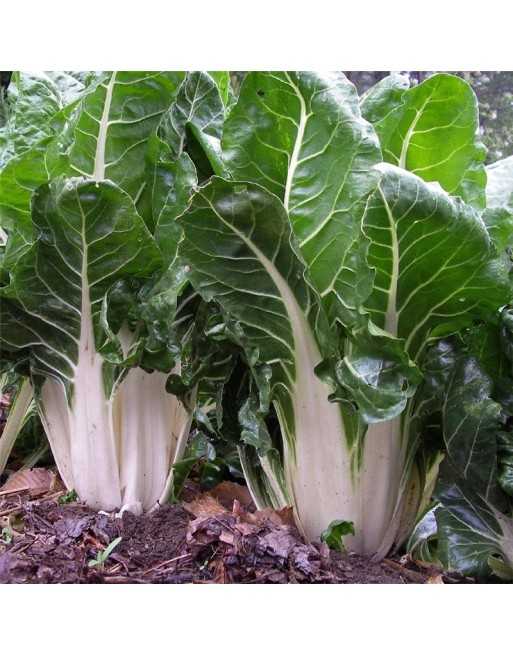 Green White Ribbed Swiss Chard, Verde a Costa Larga Argentata - [ Garden Seeds, Seed2Go.ca] - V-GWR - Swiss Chard