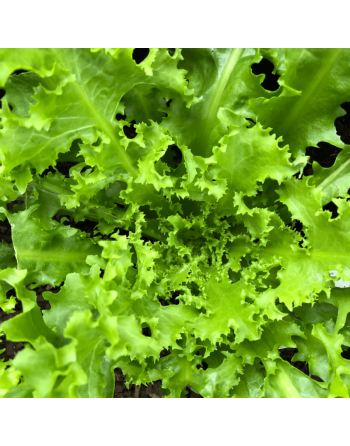 Green Curled Ruffec, Scarola, Endive - [ Seed2Go.ca ] - [Seed Packets] - Endive - 