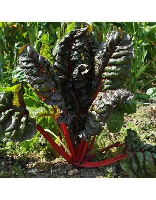 Red Rhubarb Swiss Chard - [ Garden Seeds, Seed2Go.ca] - V-RRS - Swiss Chard