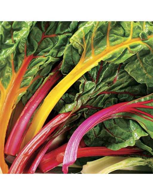 Smooth Green Leaf Swiss Chard, Liscia Verde Da Taglio - [ Garden Seeds, Seed2Go.ca] - V-SGL - Swiss Chard